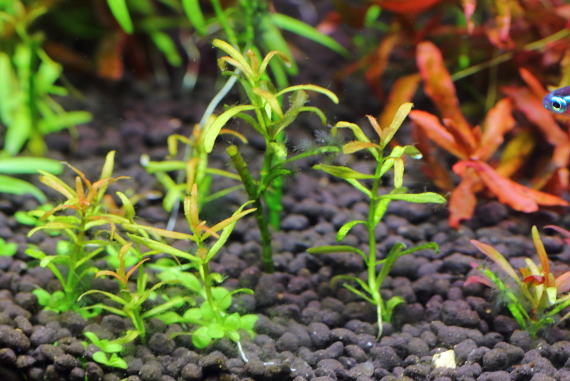 植栽から229日目　アラグアイア　レッドクロスプランツ